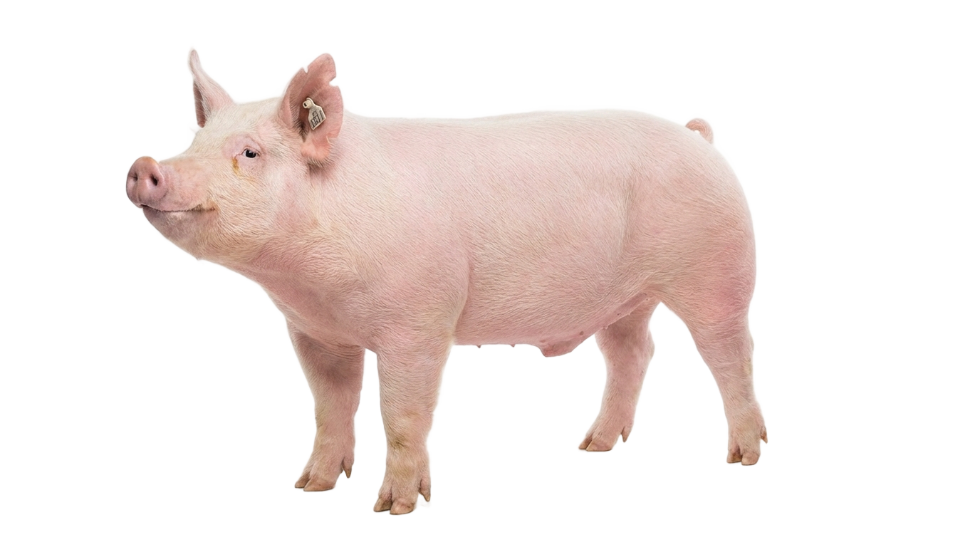 show pig png PNG transparent background