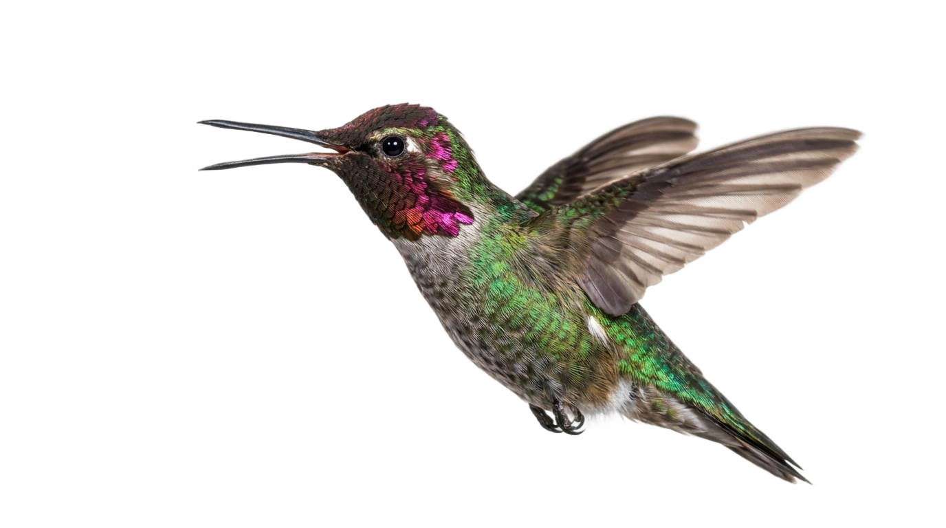 humming bird png PNG transparent background