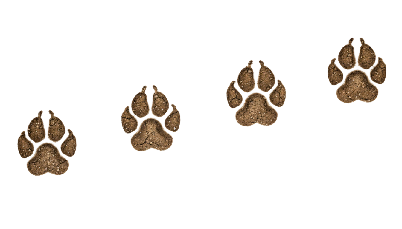 dog prints png PNG transparent background