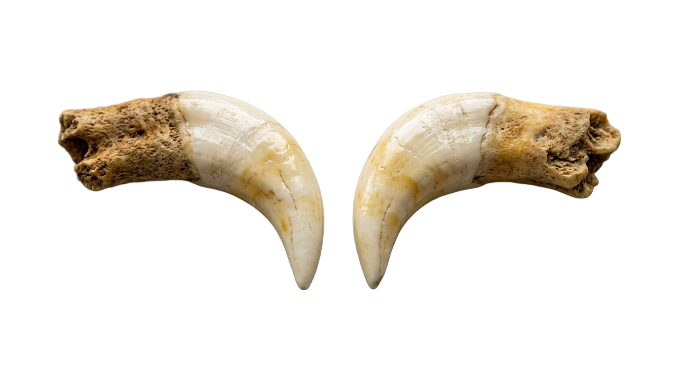 wolf fangs png PNG transparent background