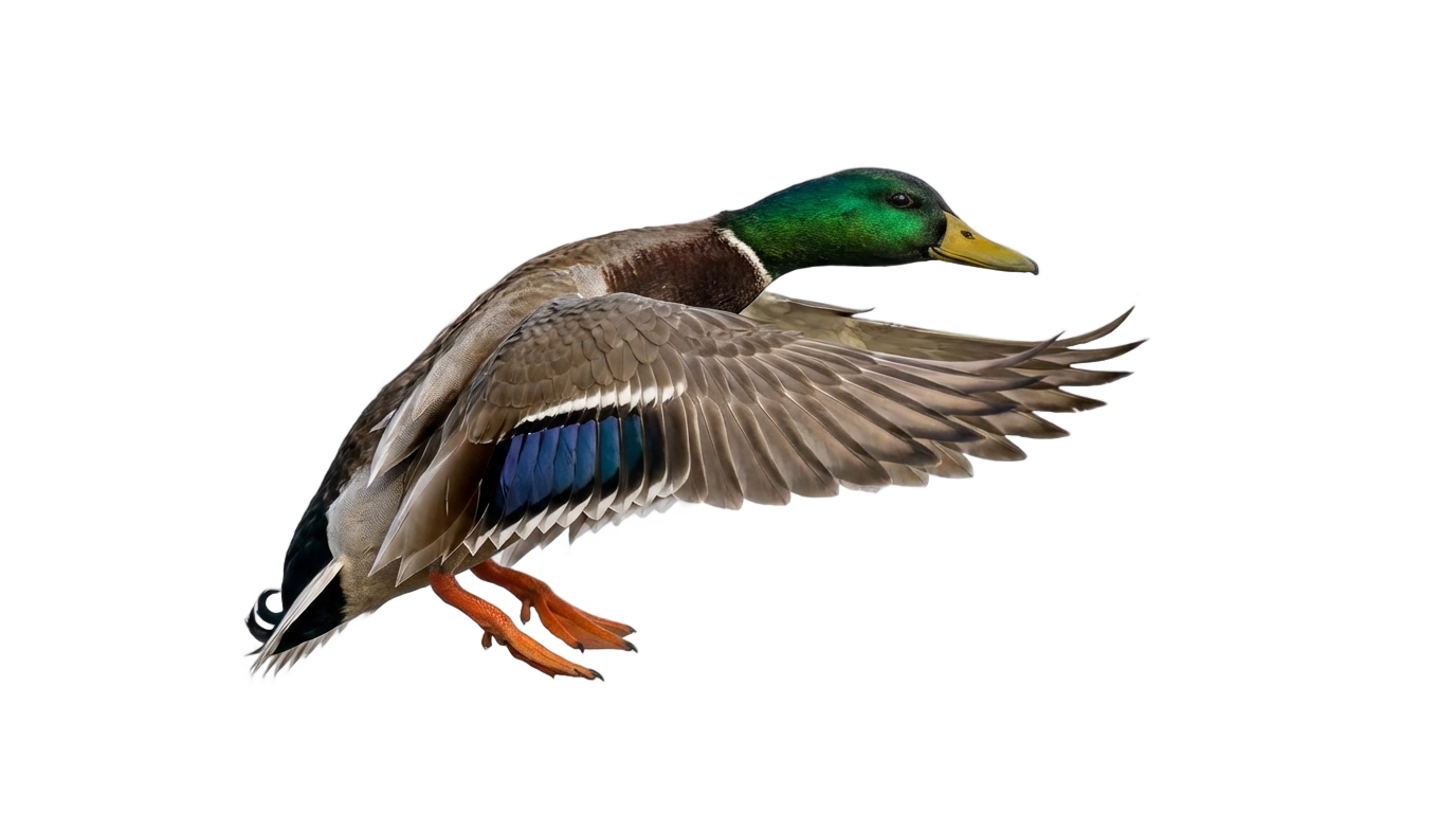 duck hunting png PNG transparent background