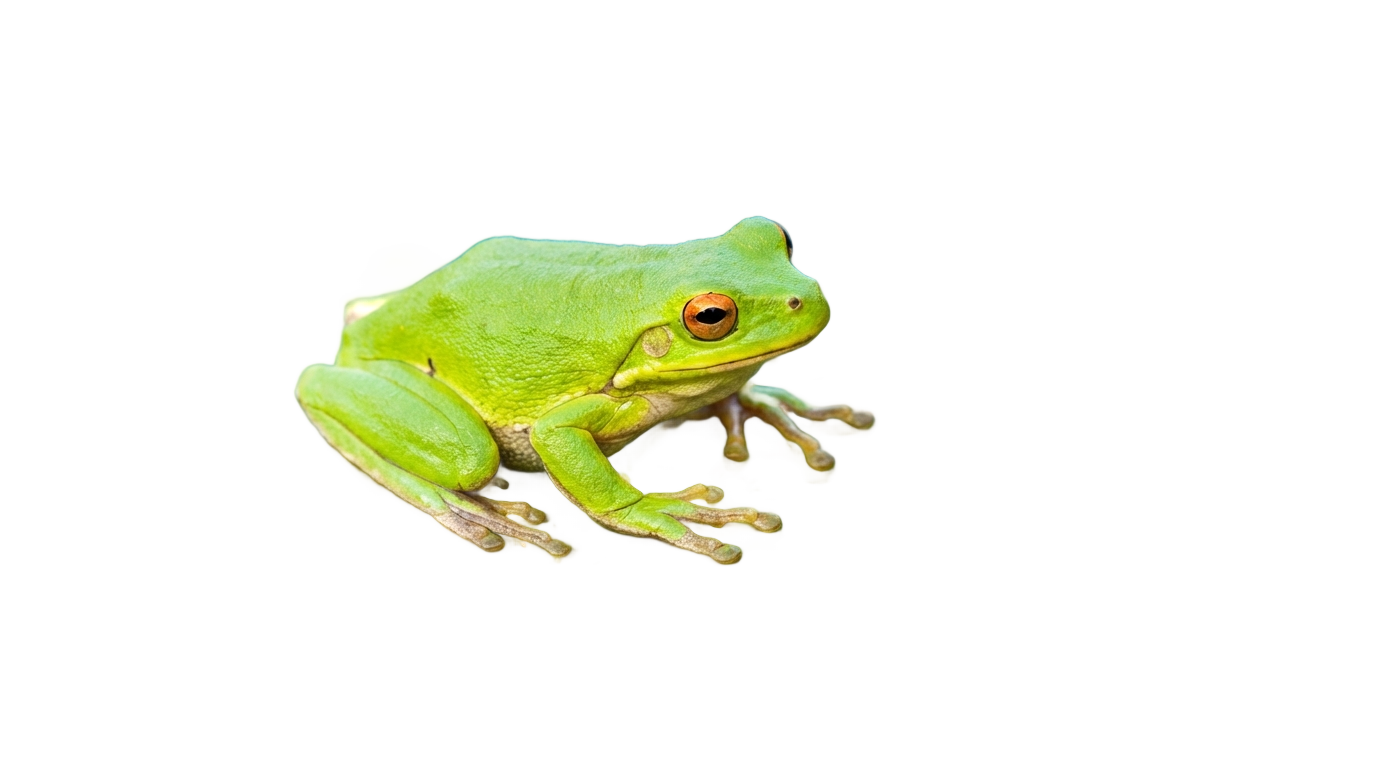frog on lily pad png PNG transparent background