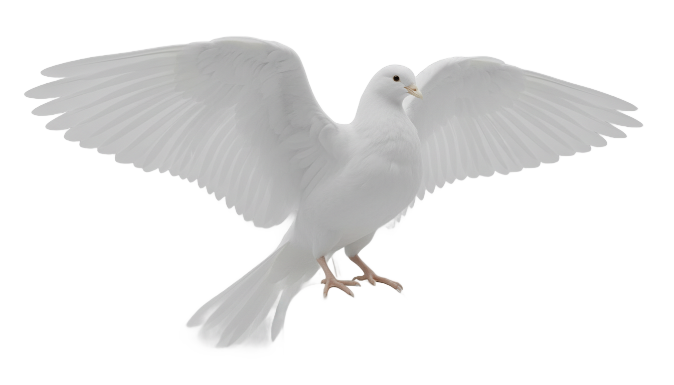snow white bird png PNG transparent background