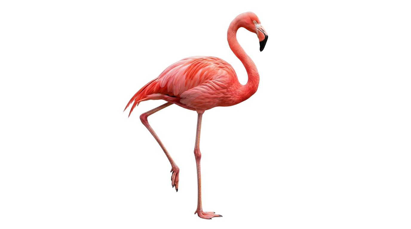 flamingo illustration png PNG transparent background