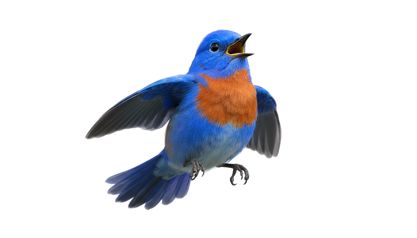 snow white blue bird png PNG transparent background