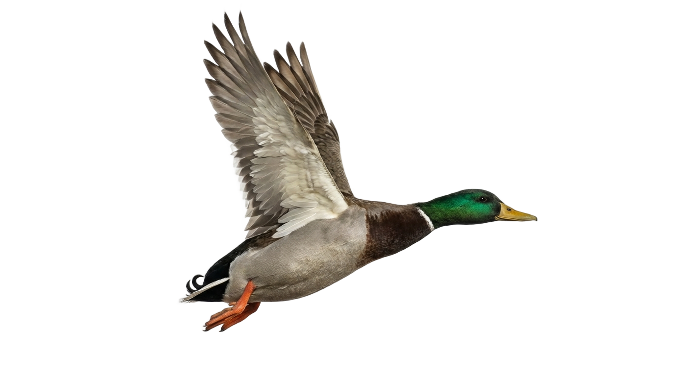 flying duck silhouette png PNG transparent background