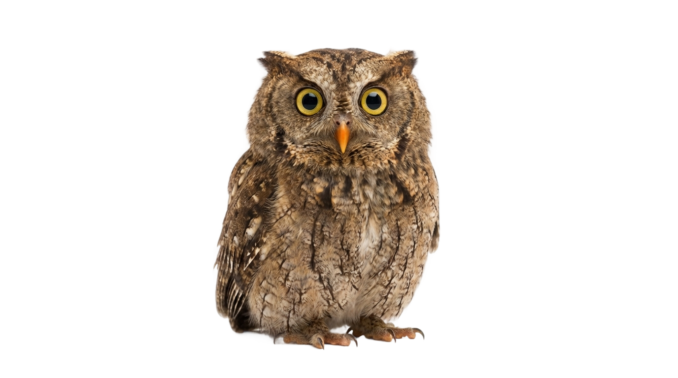 owl cartoon png PNG transparent background