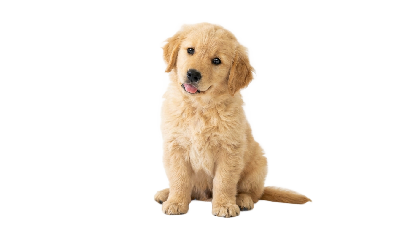 cute puppy dog png PNG transparent background