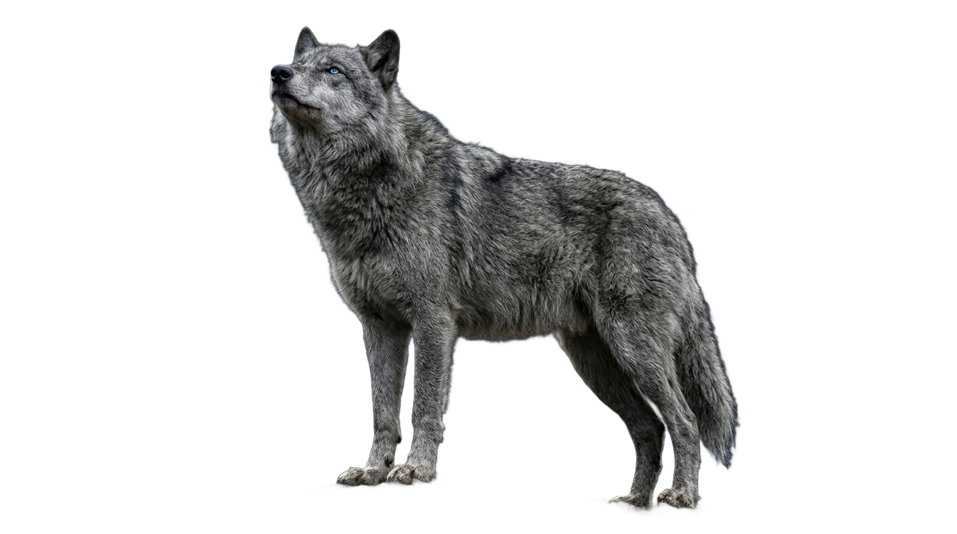 alpha wolf 99 nights in the forest png PNG transparent background