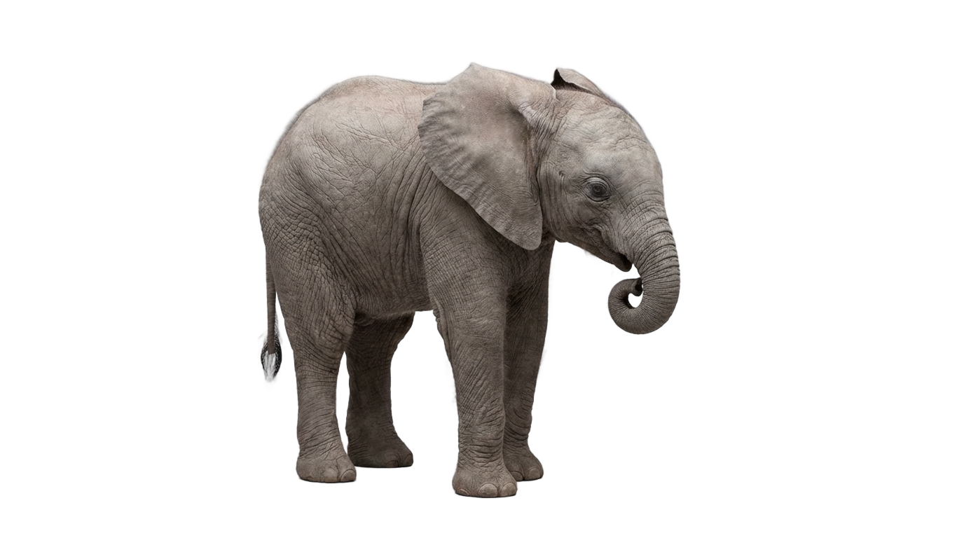 baby elephant png images PNG transparent background
