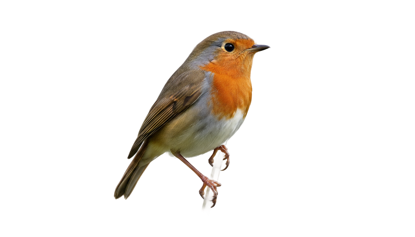 bird sitting png PNG transparent background