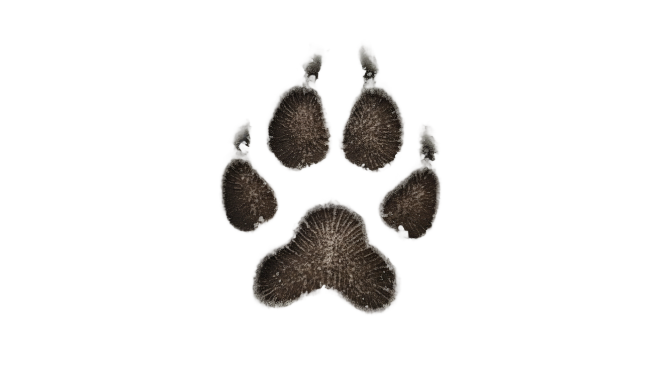 tiger paw print png PNG transparent background