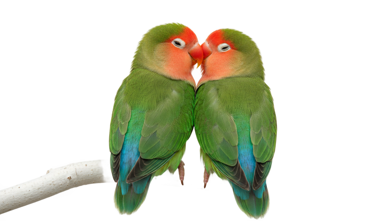 love bird png PNG transparent background