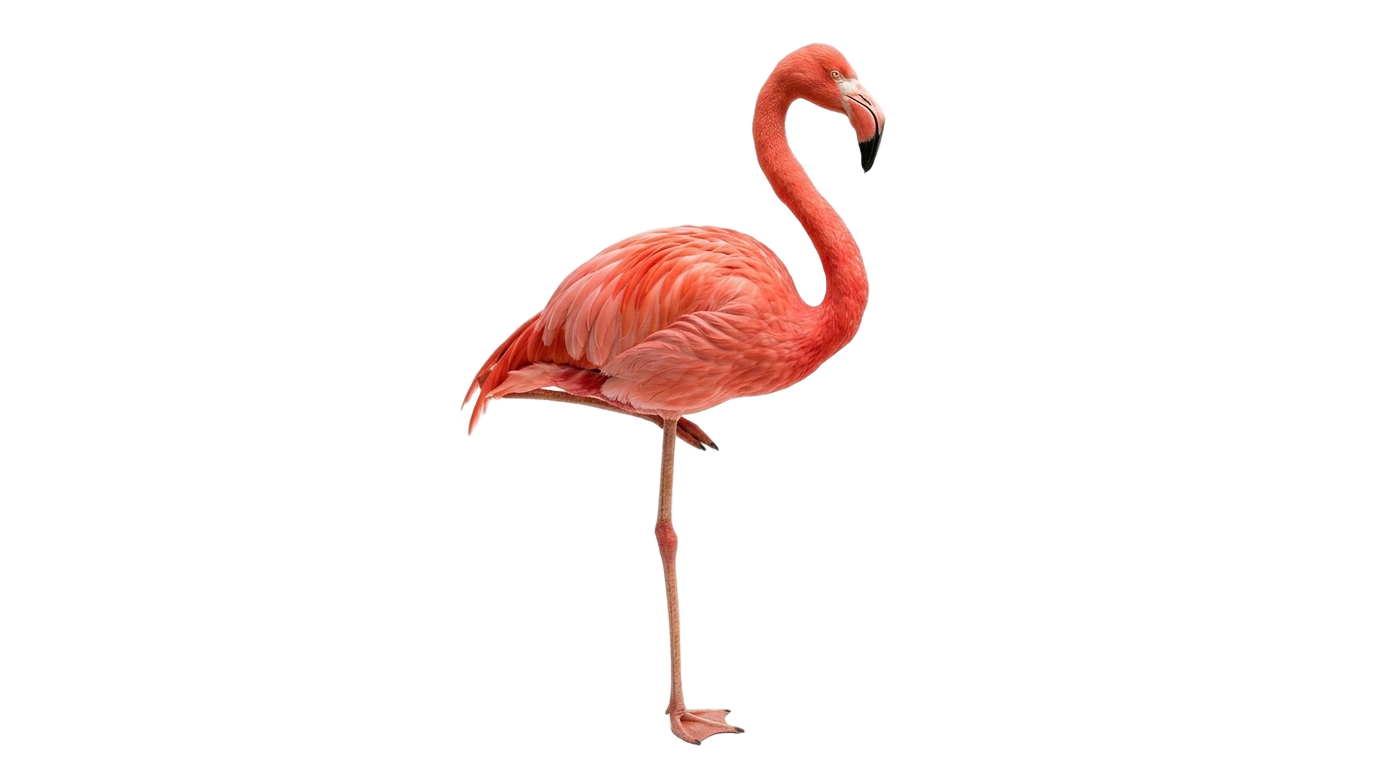 real flamingo png PNG transparent background