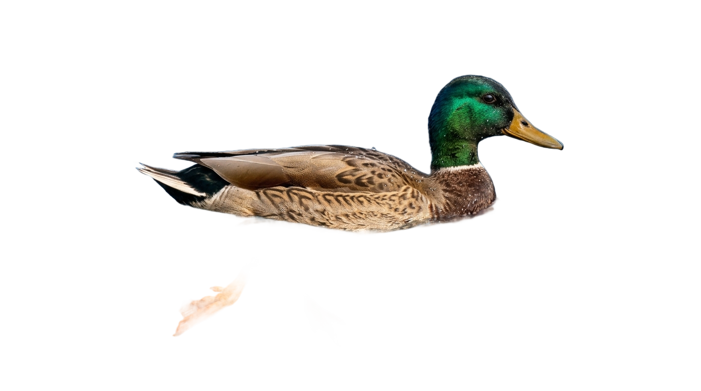 duck swimming png PNG transparent background