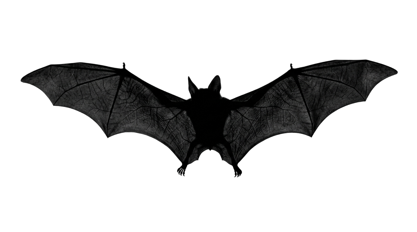 halloween bat silhouette png PNG transparent background