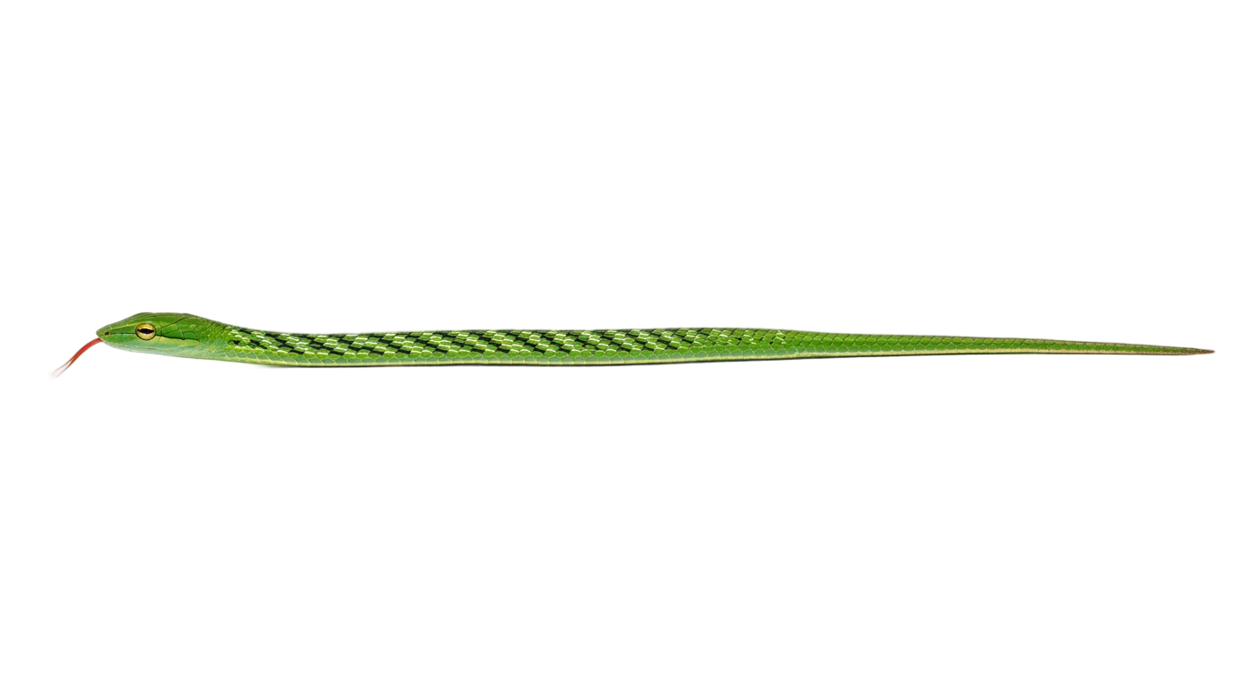 straight snake png PNG transparent background