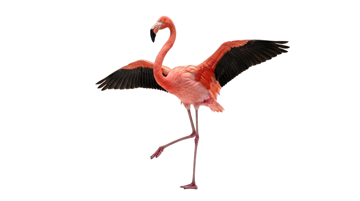 flamingo animado png PNG transparent background