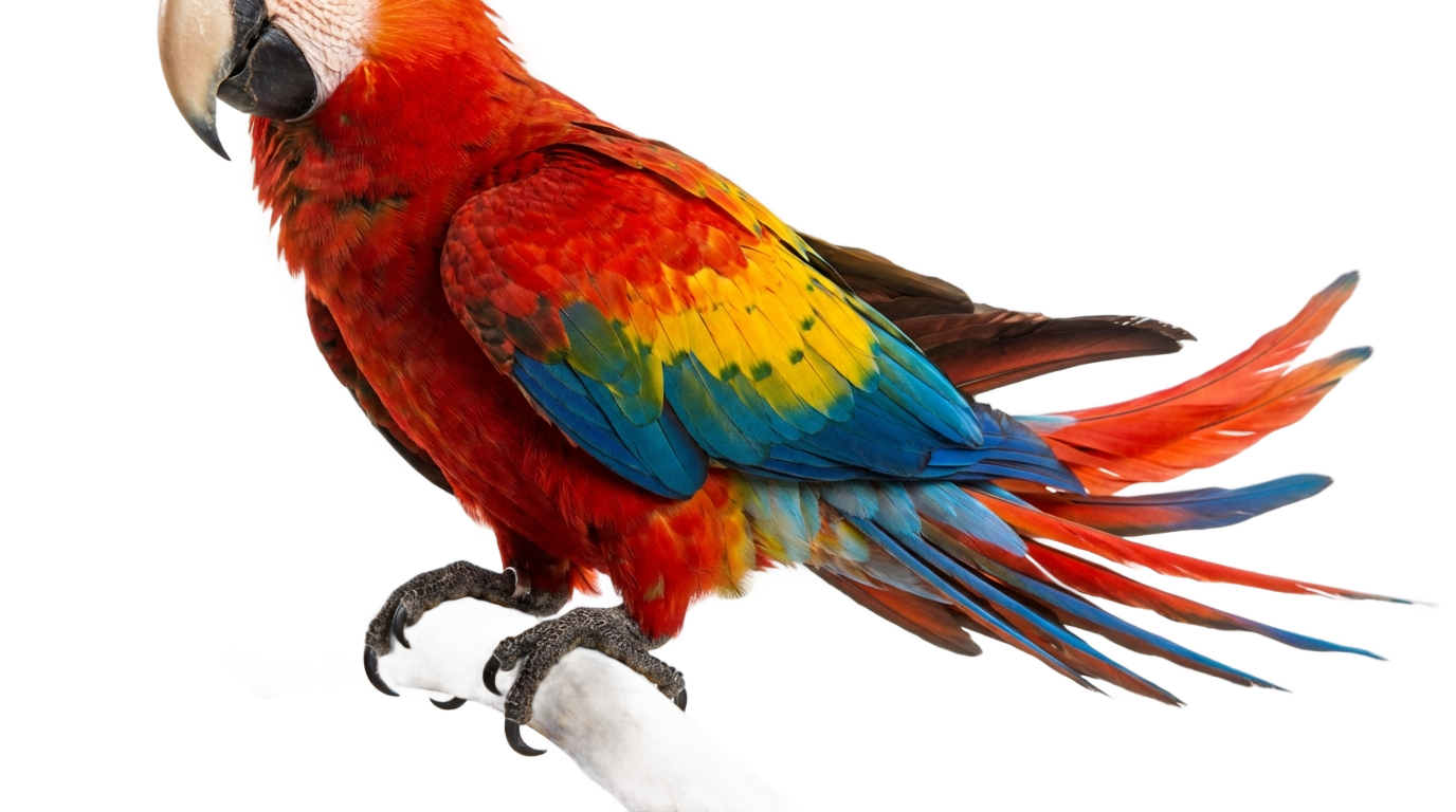 sitting parrot png PNG transparent background