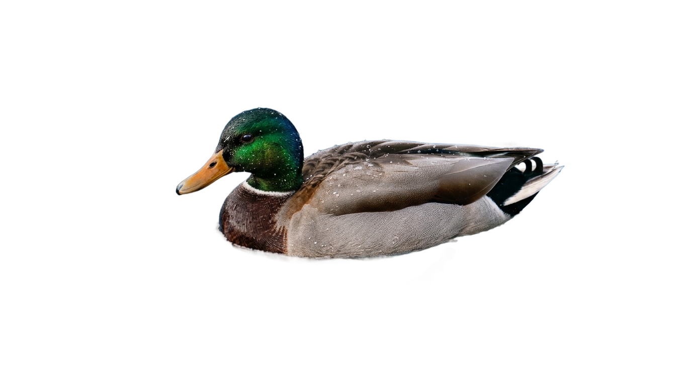 duck in water png PNG transparent background