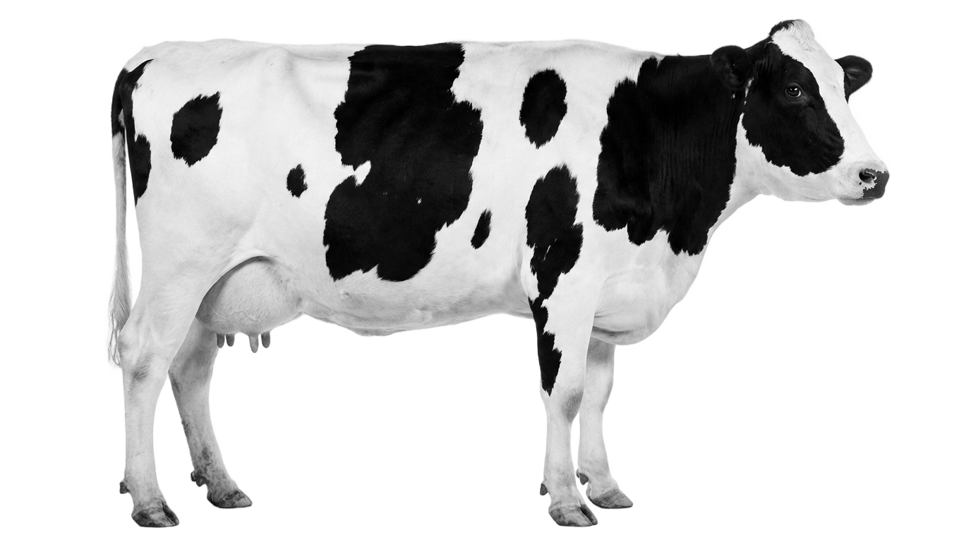 dairy cow png PNG transparent background