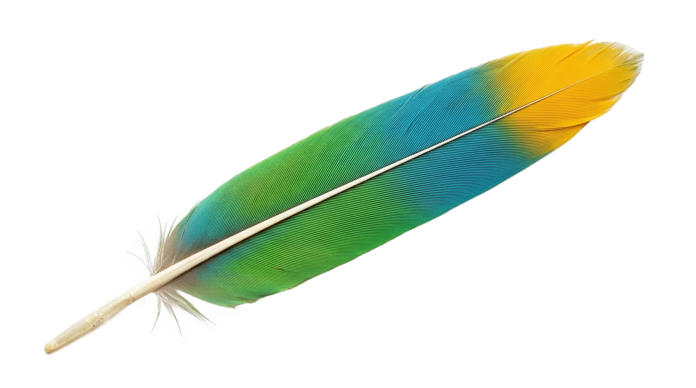 parrot feather png PNG transparent background
