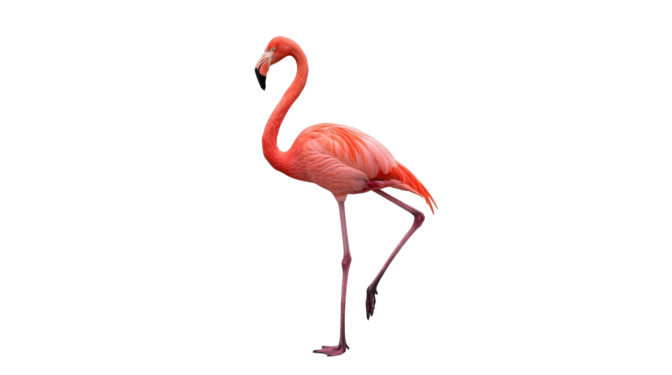 flamingo illustration png PNG transparent background