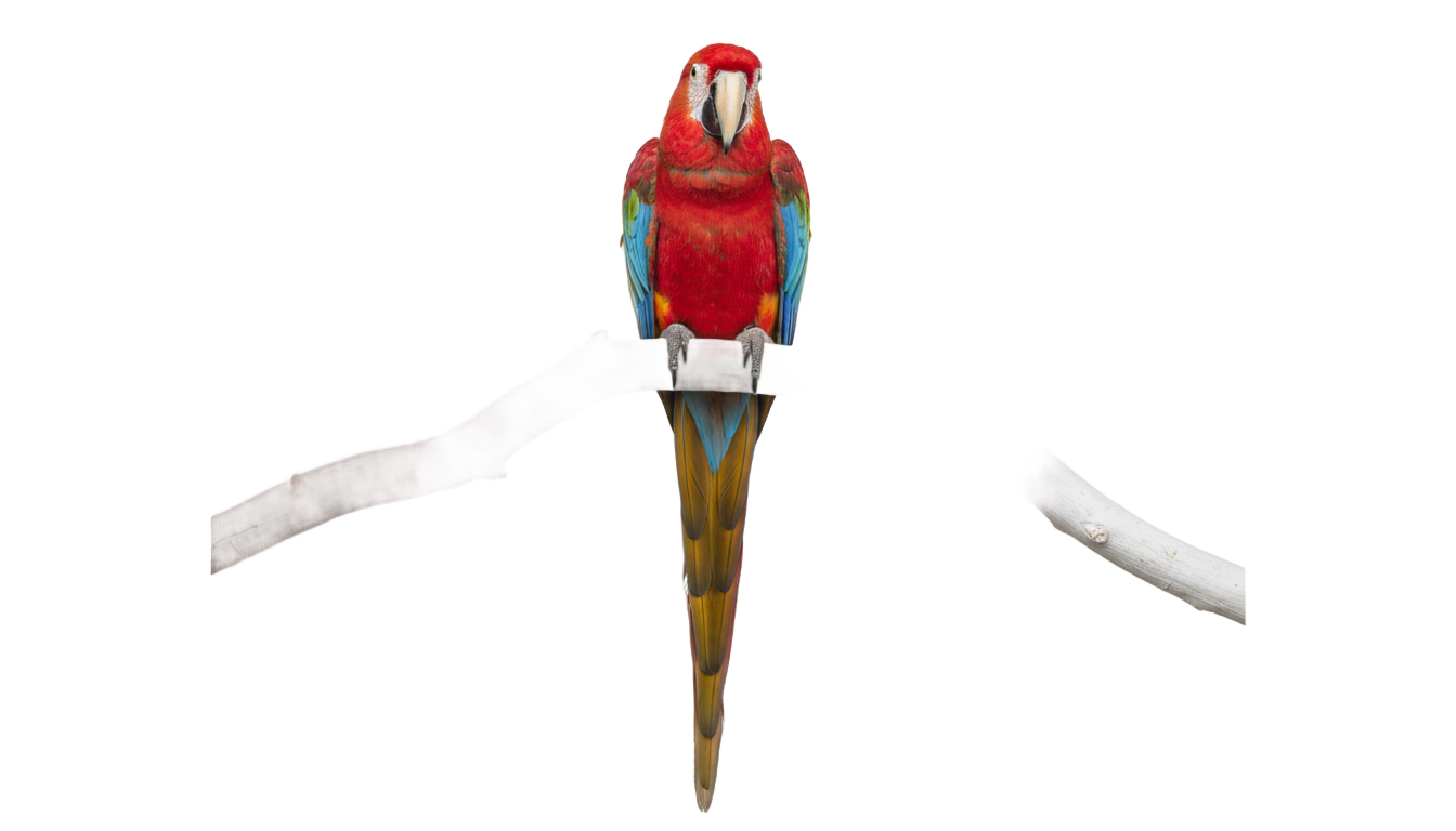 tropical bird png PNG transparent background