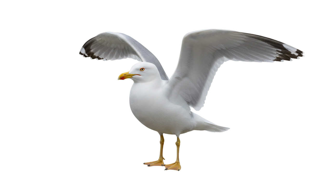 sea bird png PNG transparent background