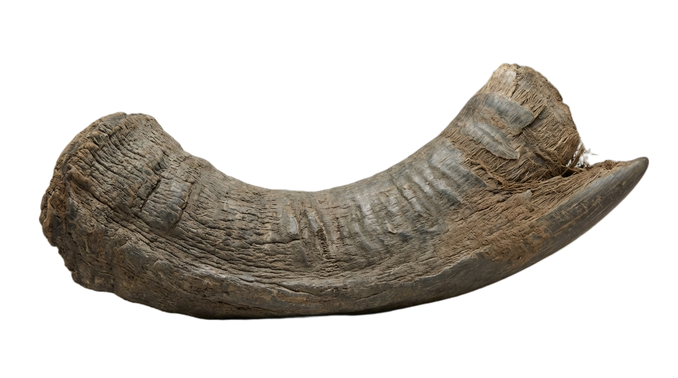 rhino horn png PNG transparent background