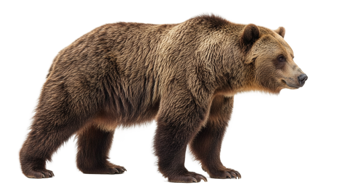 california bear png PNG transparent background