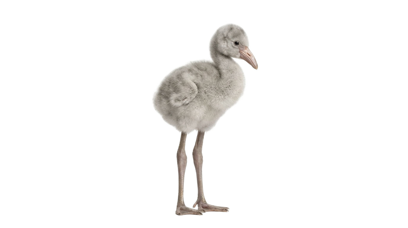 baby flamingo png PNG transparent background