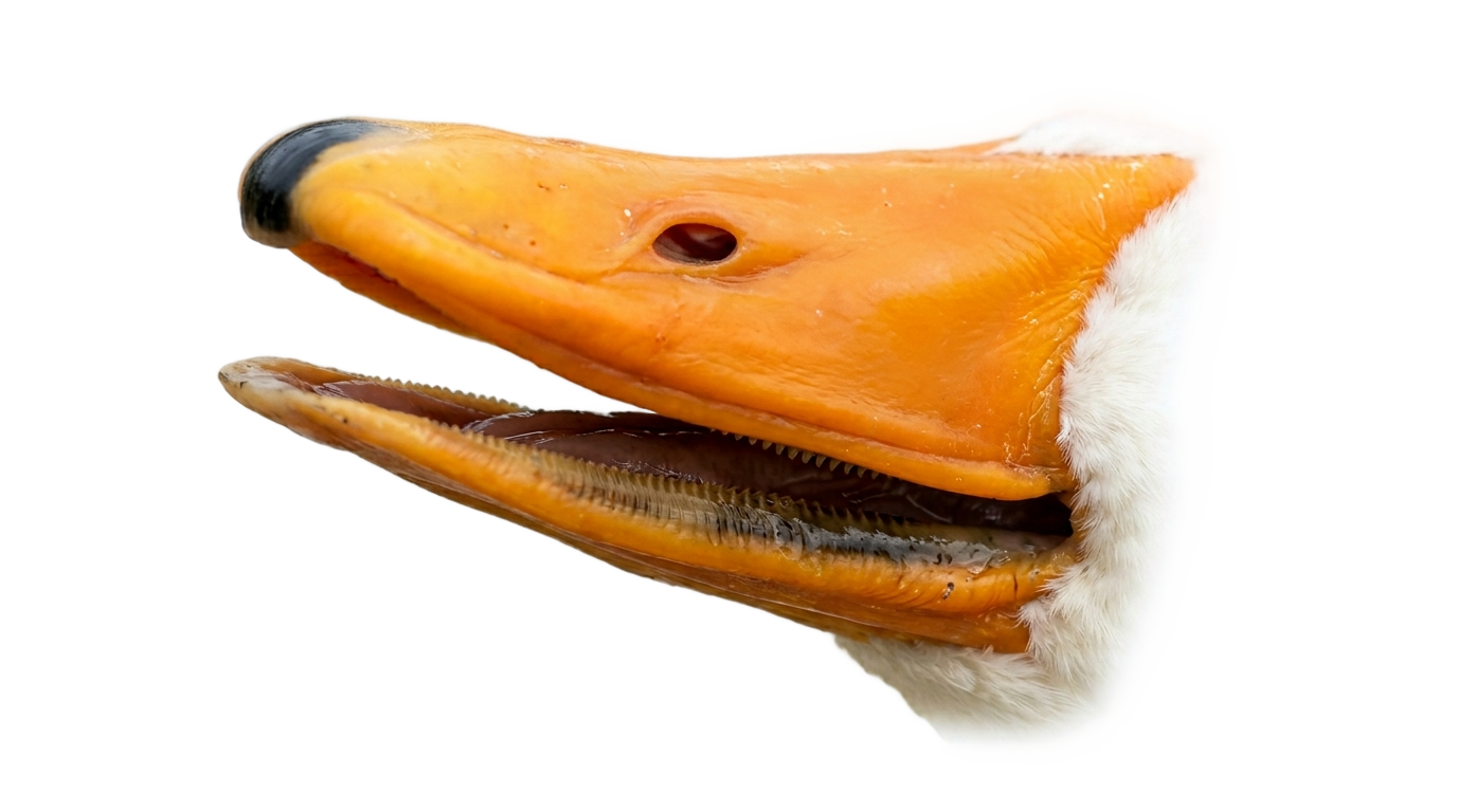 duck lips png PNG transparent background