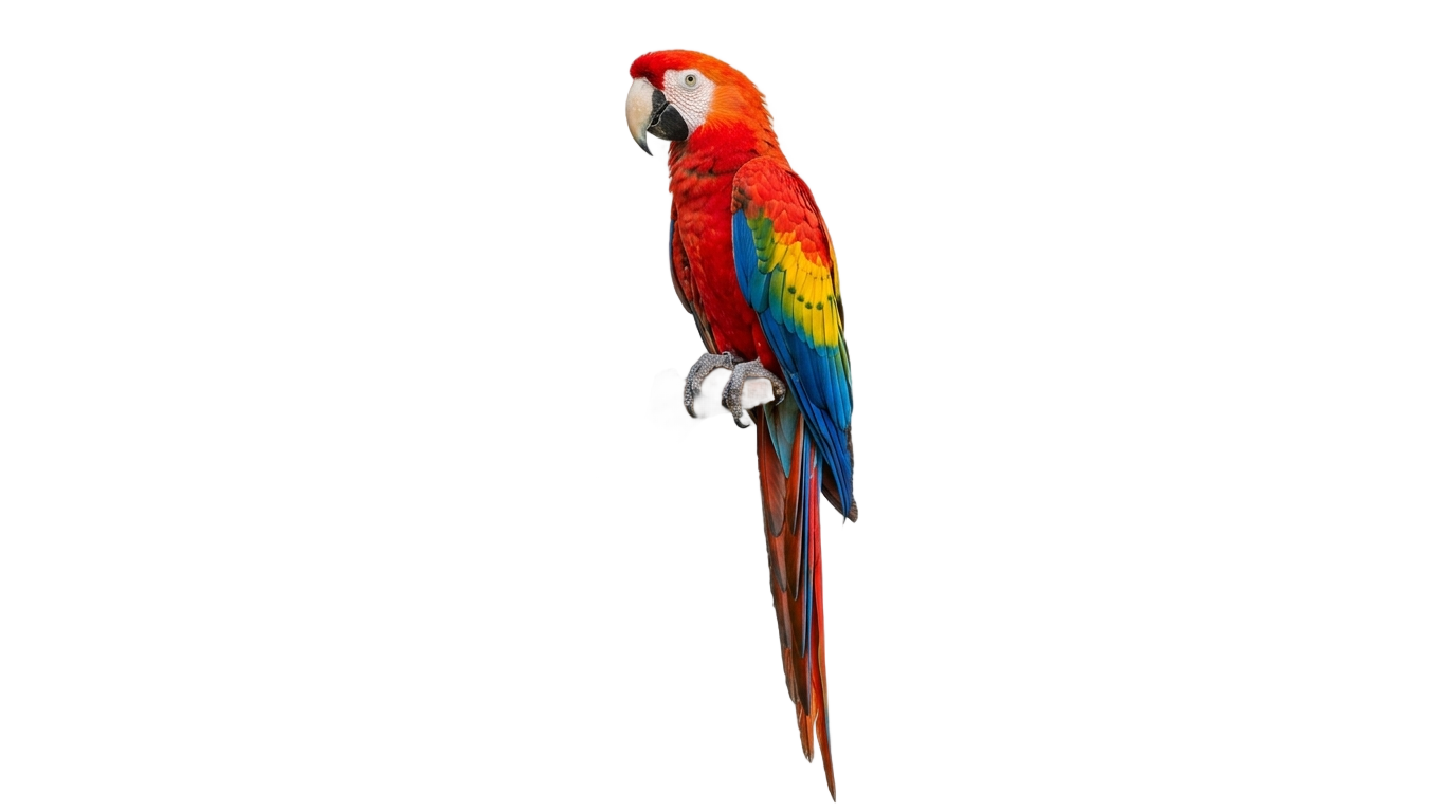 bird parrot png PNG transparent background