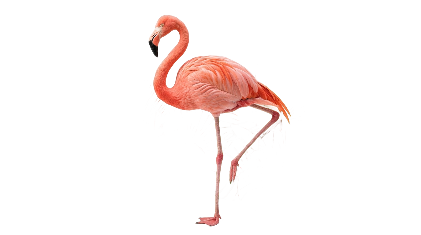 tropical flamingo png PNG transparent background