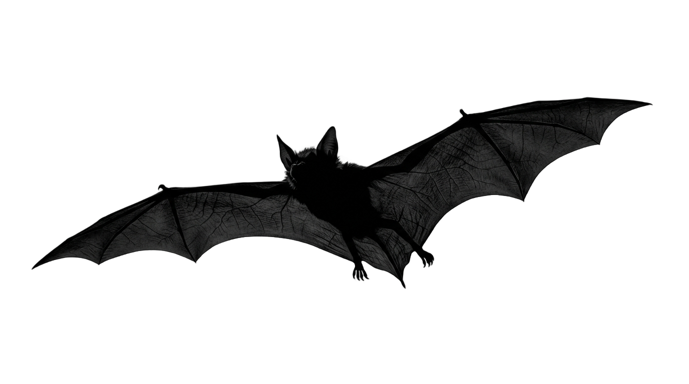 halloween bat silhouette png PNG transparent background