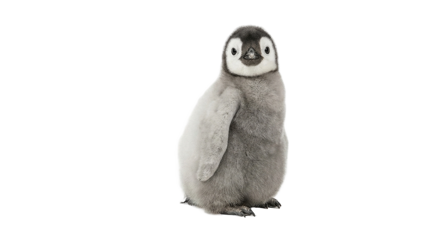 baby penguin png PNG transparent background