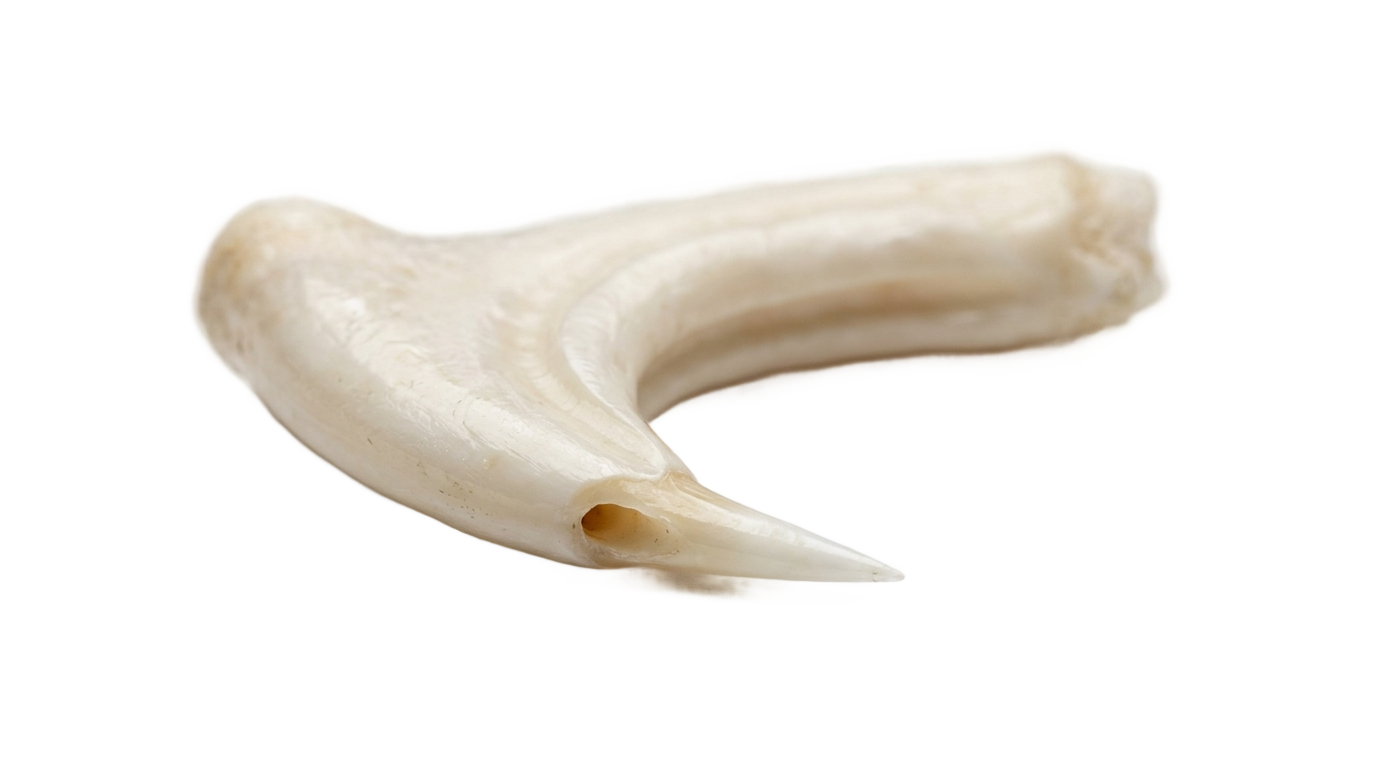 snake fang png PNG transparent background