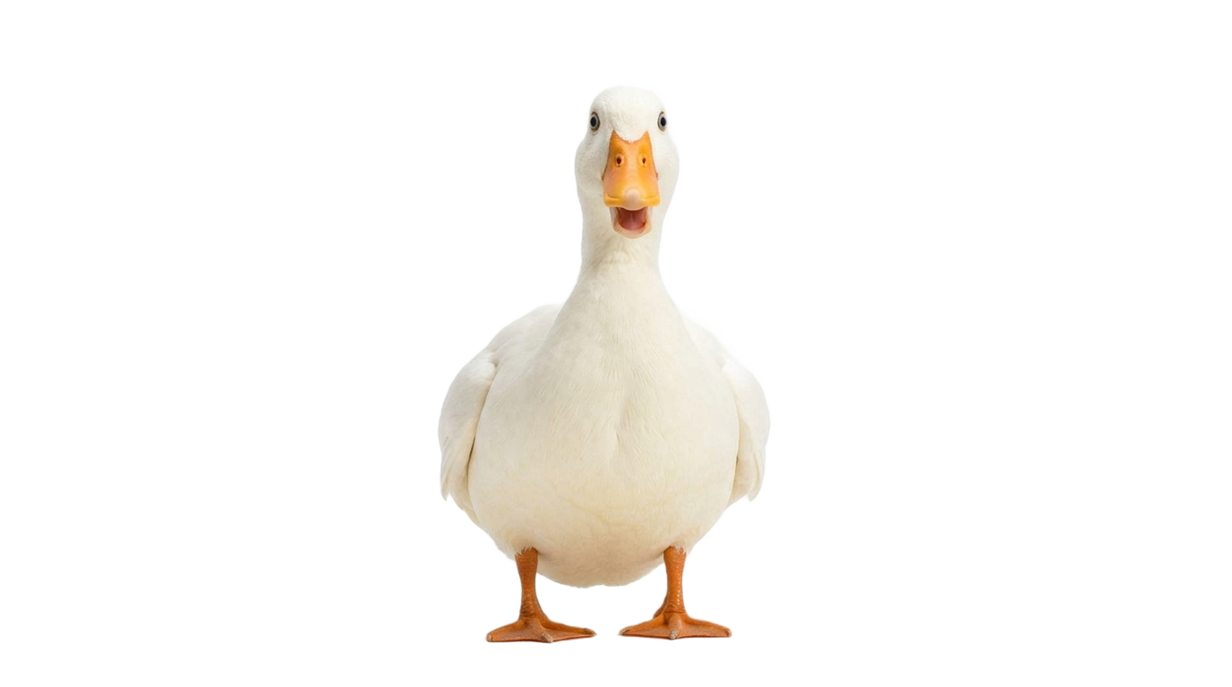 duck meme png PNG transparent background