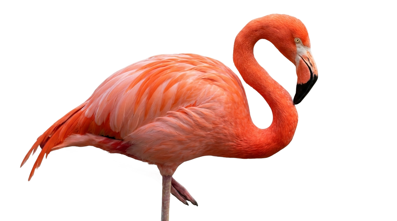 pink flamingo png PNG transparent background