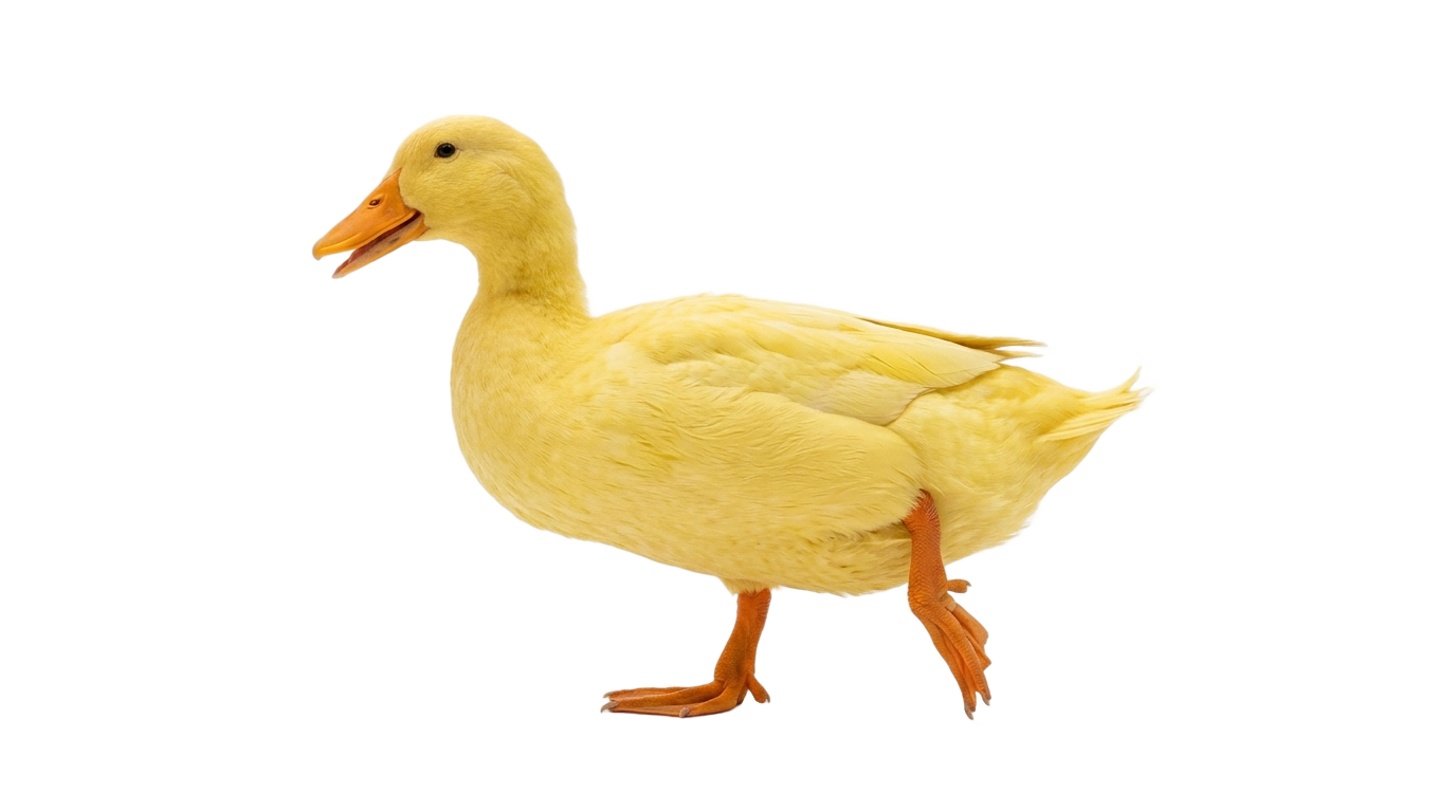 walking duck png PNG transparent background