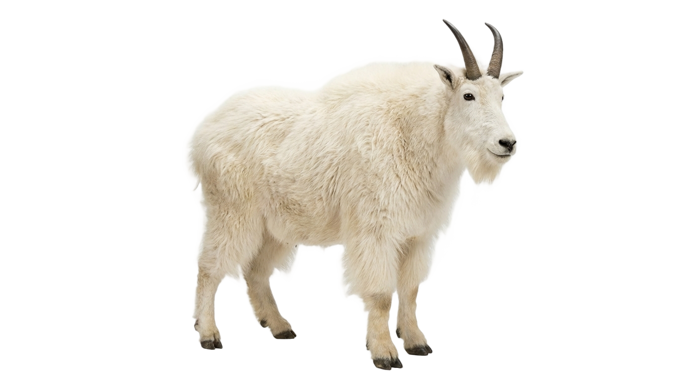 mountain goat png PNG transparent background