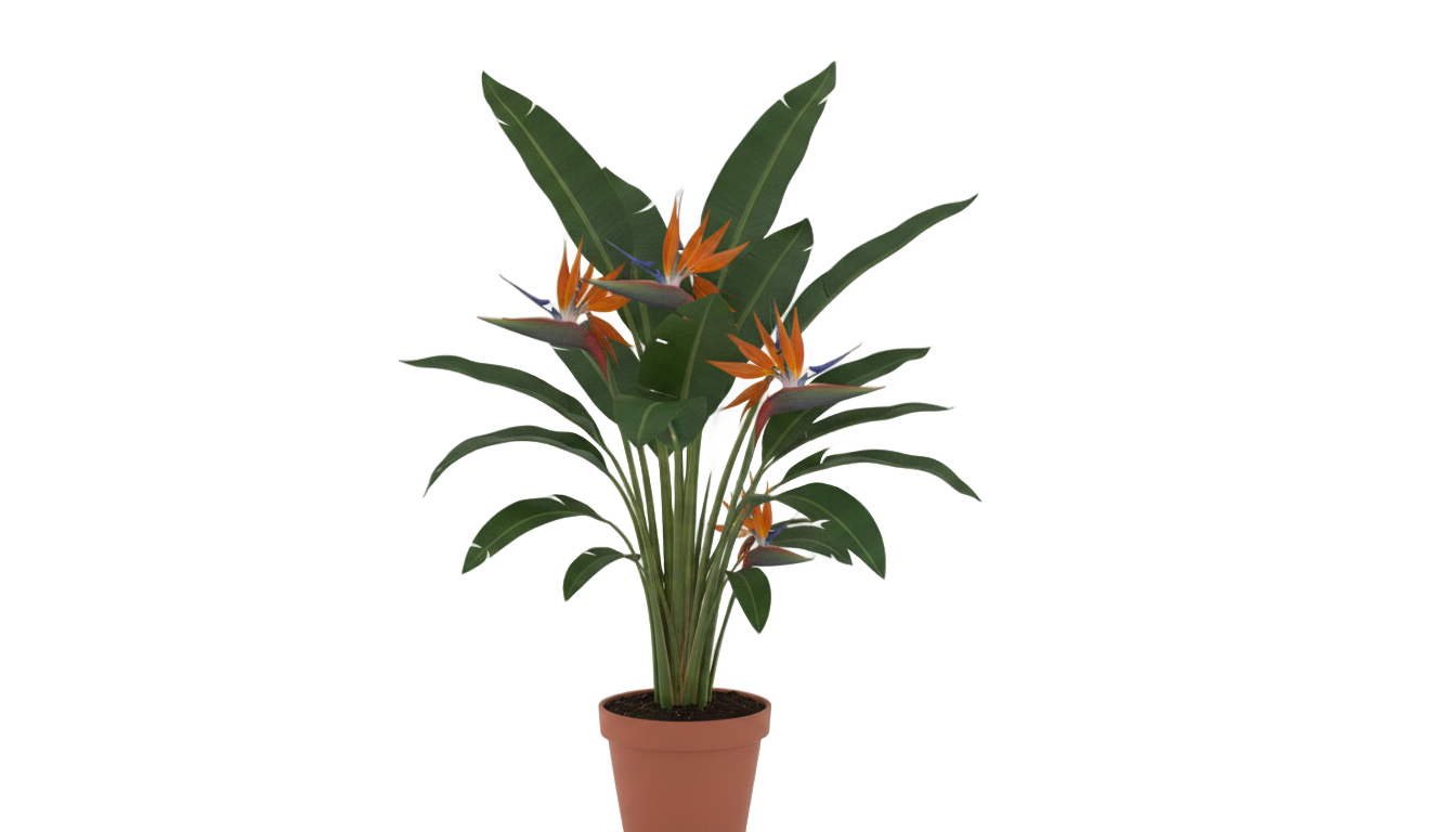 bird of paradise plant png PNG transparent background