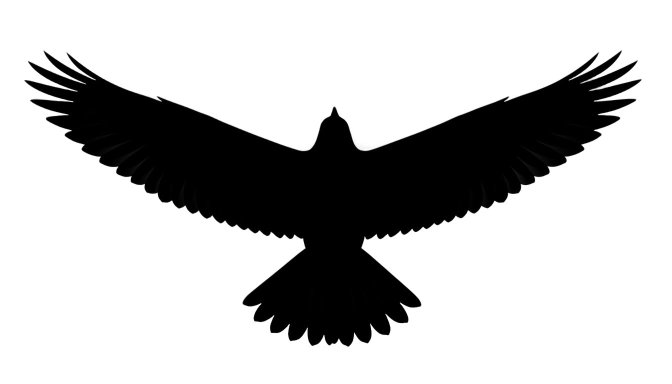 bird flying silhouette png PNG transparent background