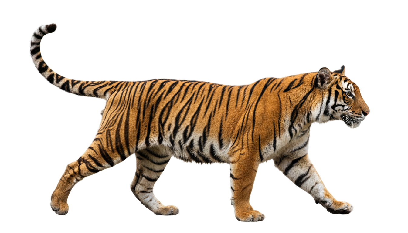 tiger silhouette png PNG transparent background