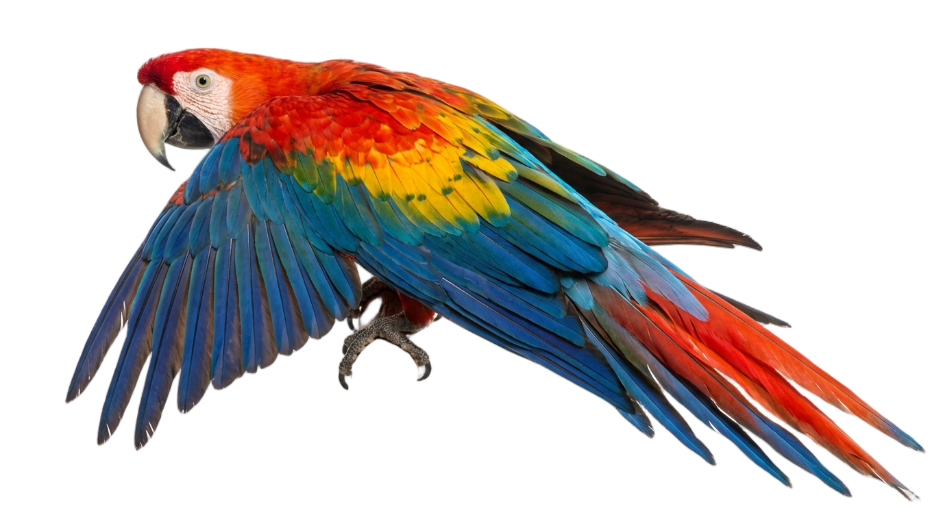sitting parrot png PNG transparent background