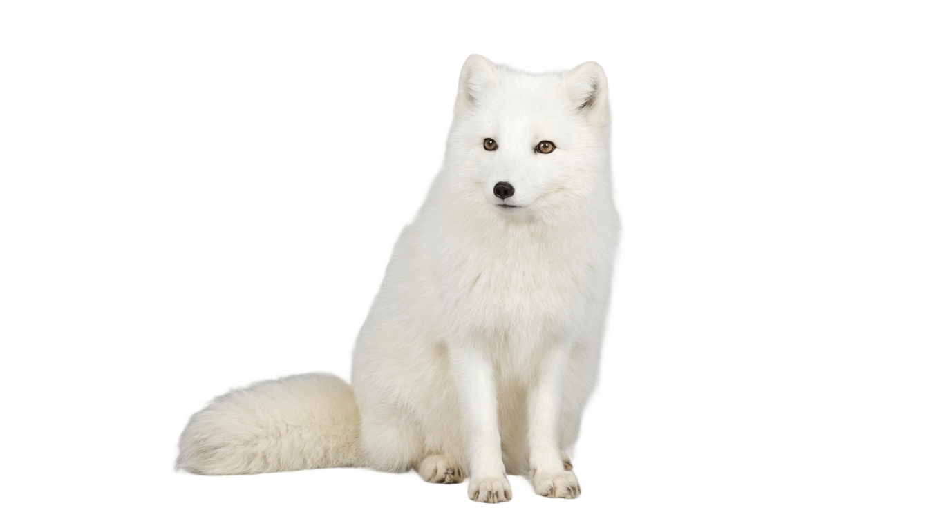 arctic fox png PNG transparent background