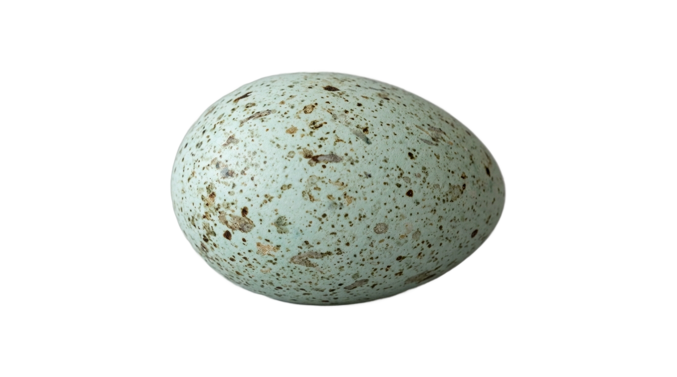 duck egg png PNG transparent background