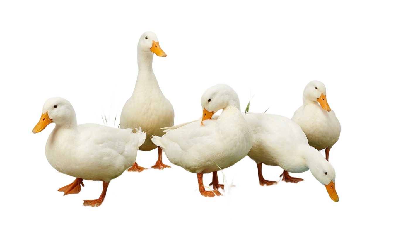 duck farming in png PNG transparent background