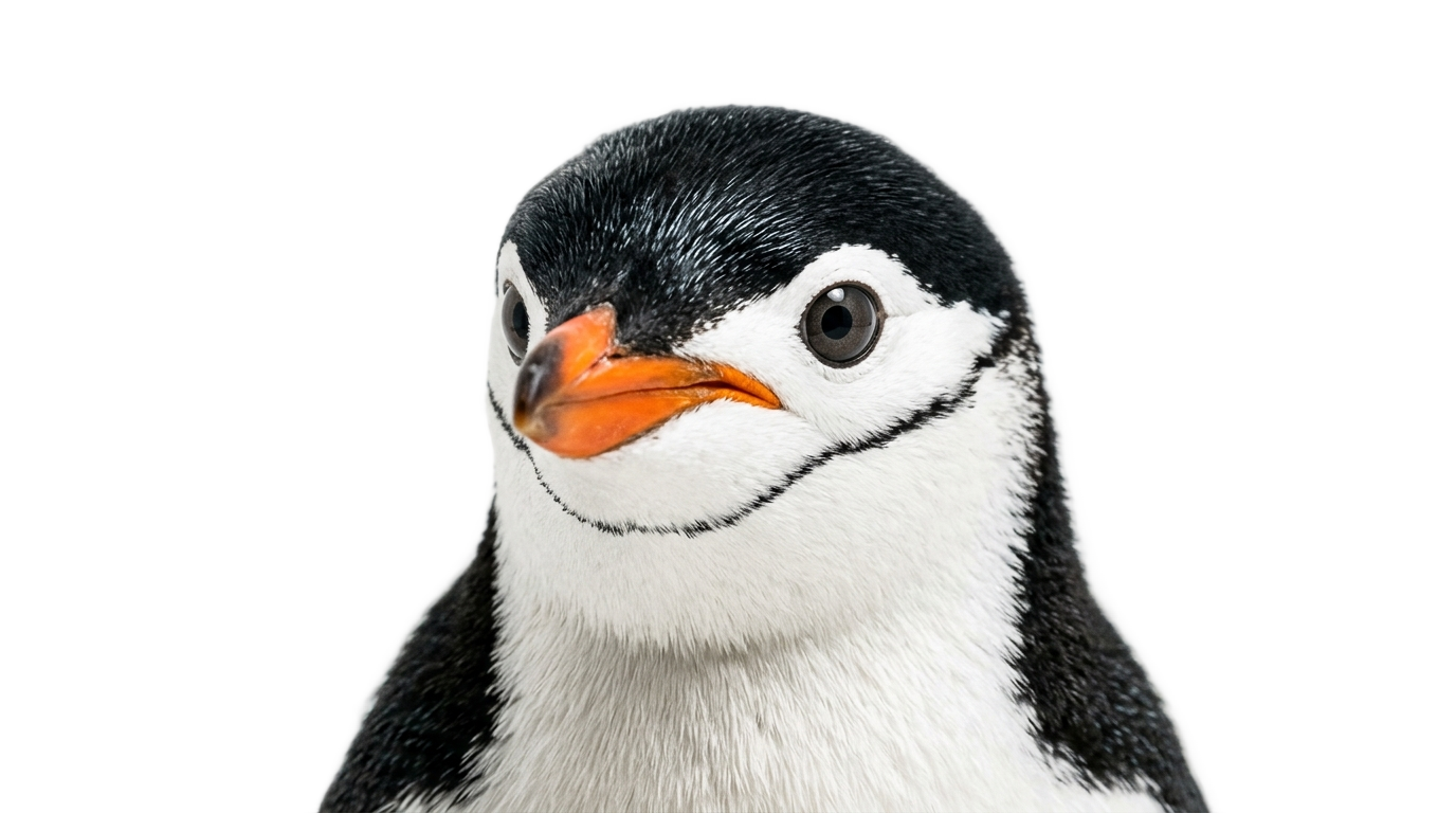 penguin head png PNG transparent background